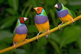 three finches