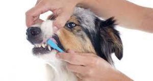 your dog's oral hygiene needs