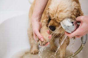 how to treat dog dry skin