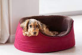 why dogs need a dog bed
