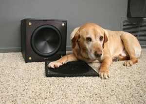 pet safety around home theater